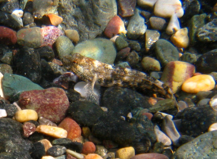 Gobius cobitis